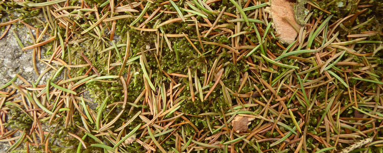 Gröna barr på marken runt gran angripen av granbarkborre