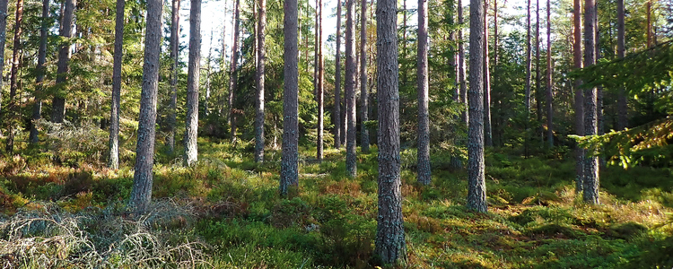 Höggallrad tallskog