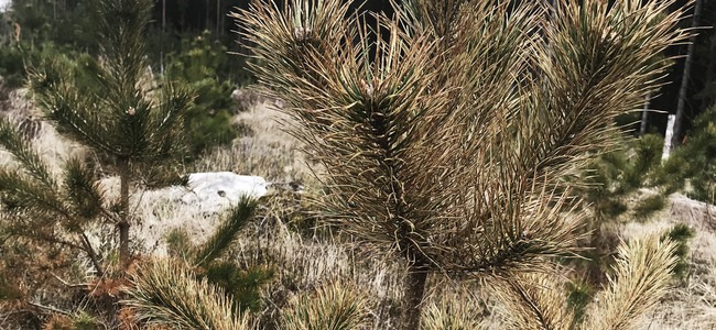 Tallplanta angripen av tallskytte. Fotograferat i Sjöatorp, Alvesta, våren 2021.