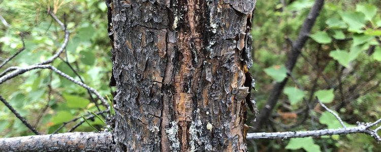 Multiskadad skog
