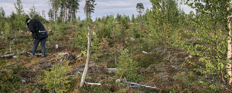 Människa som inspekterar multiskadad skog. Foto: Erik Normark