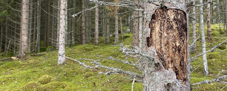 Gran  angripen av  granbarkborre. Foto: Martina Tedenborg