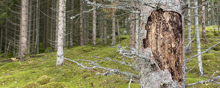 Gran  angripen av  granbarkborre. Foto: Martina Tedenborg