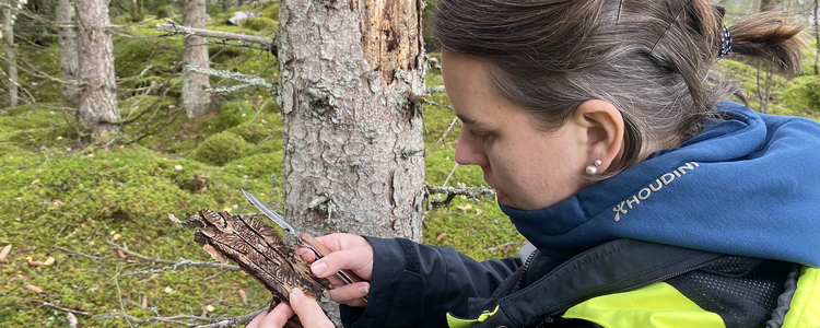 Skogskonsulent tittar efter granbarkborrar i angripen gran. Foto: Martina Tedenborg