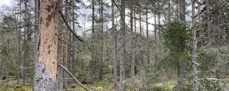 Granar som angripits av granbarkborre och som tappat det mesta av barken. Foto: Martina Tedenborg