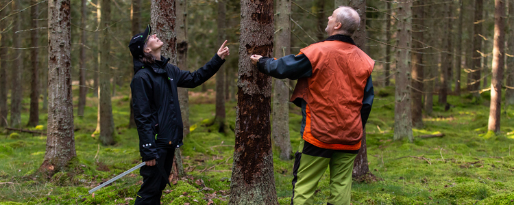 En skogskonsulent och markägare synar granar som angripits av granbarkborre. Foto: Yaman Albolbol