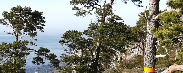 www.skogsstyrelsen.se