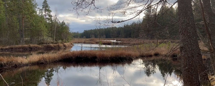 En vy över en våtmark. Himlen är molnig och molnen speglas i vattenytan.  Foto: Emåförbundet