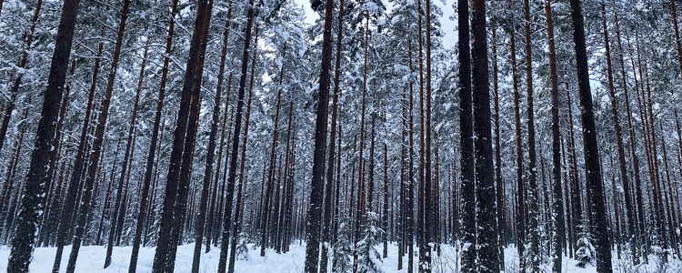 Tallskog i vinterskrud