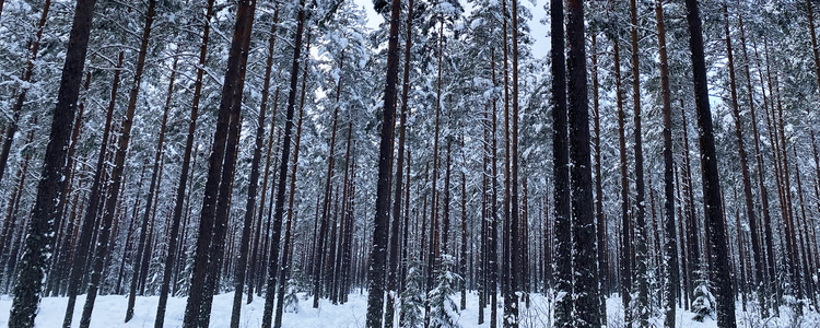 Tallskog i vinterskrud. Foto: Karin Sannerud