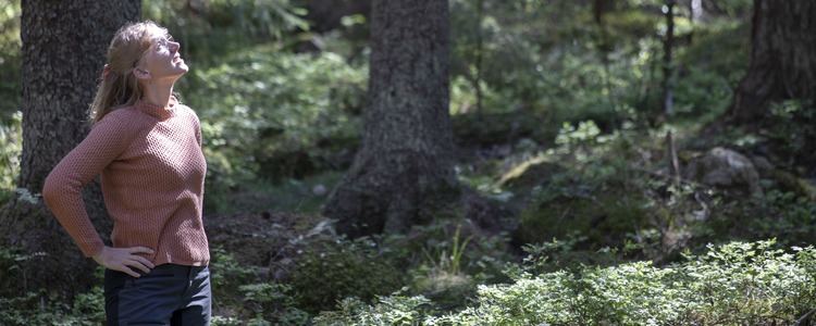 Person som letar efter granbarkborrar i gammal granskog en solig sommardag. Foto: John Lindström