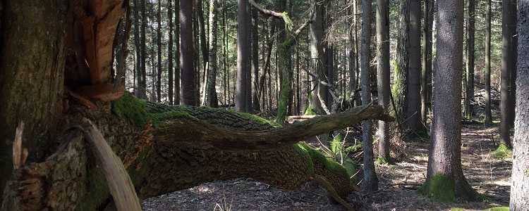 Attractive Hardwoods Liepija walking path