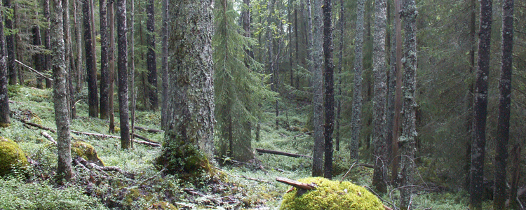 Lövbränna.