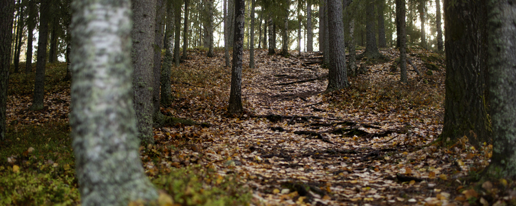 Skogsstig i höstskog, Naturnära jobb, Umeå.