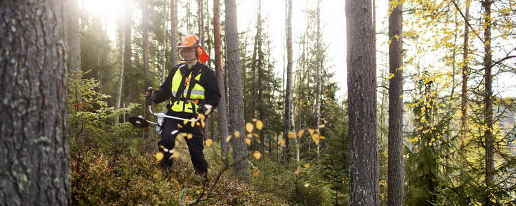 Röjning i motljus, Naturnära jobb, Umeå. Foto: Malin Grönborg