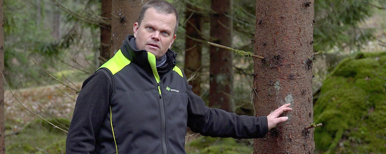 Skogskonsulent står i skogen och pekar på en angripen gran