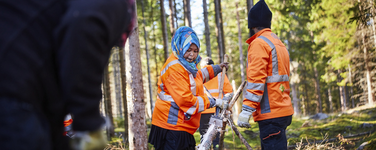 Kvinna och man barkar slanor för smålandsgärdesgård i projekt Naturnära jobb, i Brunnstorps Naturreservat utanför Värnamo