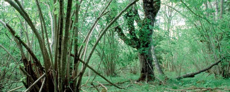 Skog.