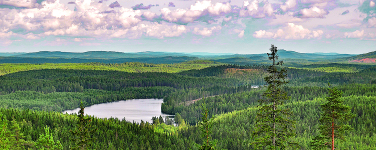 Omslagsbild skogsskötselserien nummer 21 2020. Foto: Mostphotos