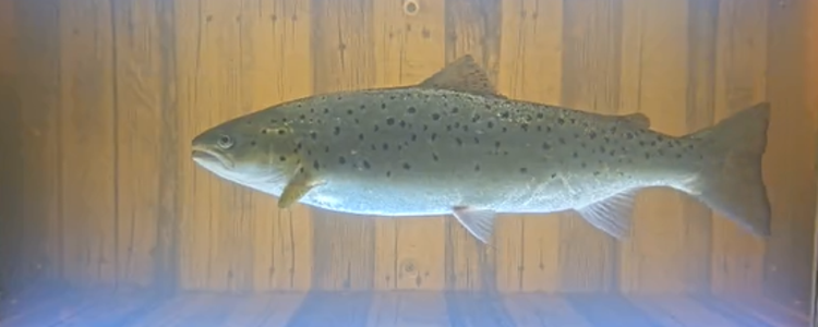 Öringhona på 63 cm på väg uppströms. Fångad på bild i en fiskräknare i Blekinge. Foto: Andreas Holmberg