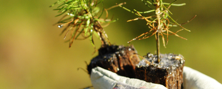 TvÃƒÂ¥ tallplantor och arbetshandske TvÃ¥ tallplantor och arbetshandske. Foto: Barbro WickstrÃ¶m