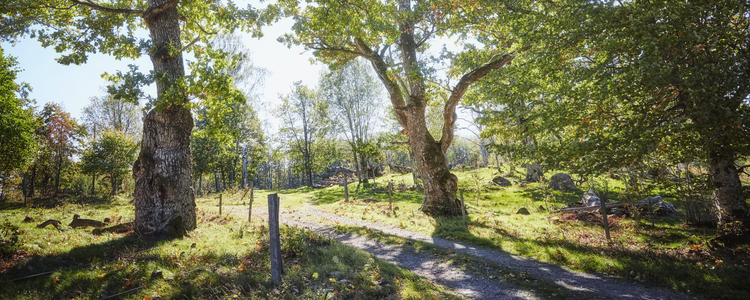 Solbelyst ekbacke i naturreservat. Foto: Patrik Svedberg