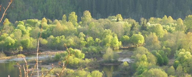 Strandskogsmiljö i delta. 