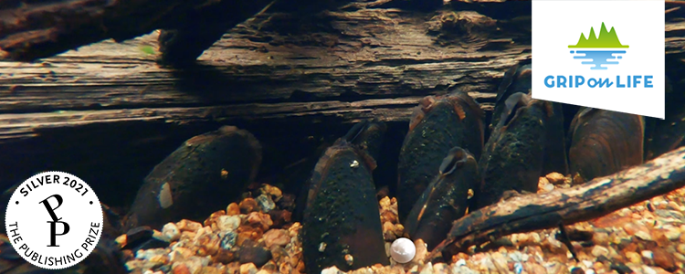 A picture of some freshwater pearl mussels (and a pearl) on the bottom of a stream, from Grip on Life's film Swedish pearls.