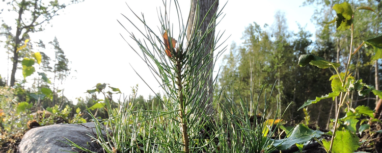 Tallplanta vid foten av en stor tall. Foto: Jan Torstensson