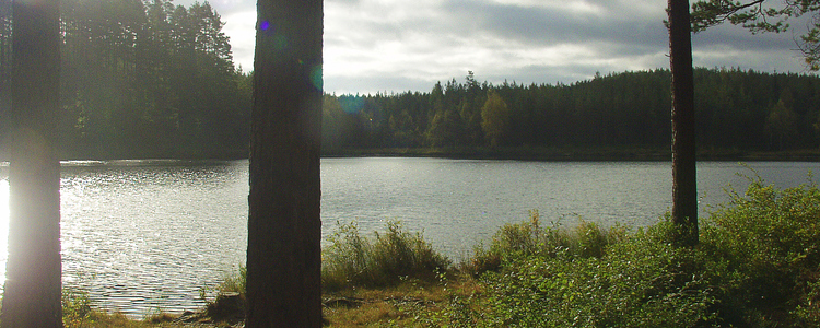 Solsken över sjö. 