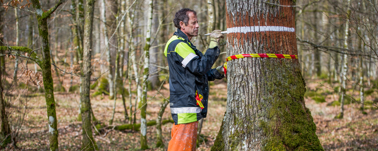 Man märker träd. Foto: Yaman Albolbol