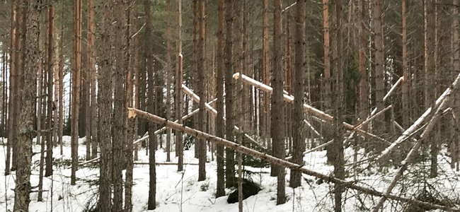 Snöbrott i tallskog