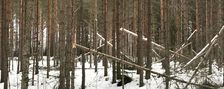 Snöbrott i tallskog, Värmland. Foto: Magnus Nordström