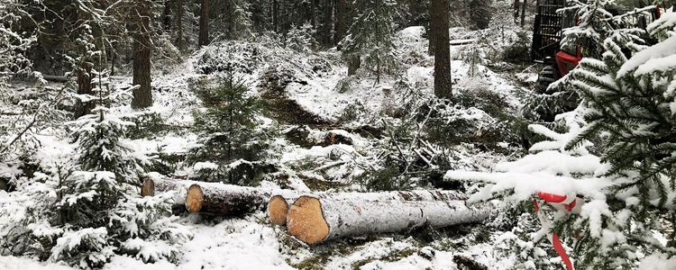 Fällda granar ligger på en snötäckt mark