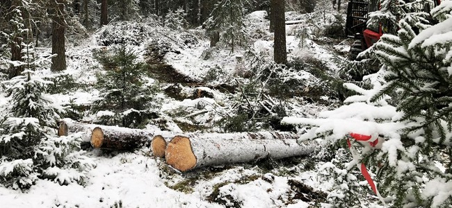 Fällda granar ligger på en snötäckt mark