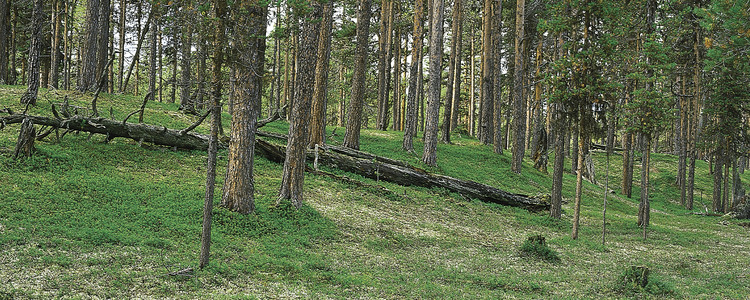 Sandtallskog.