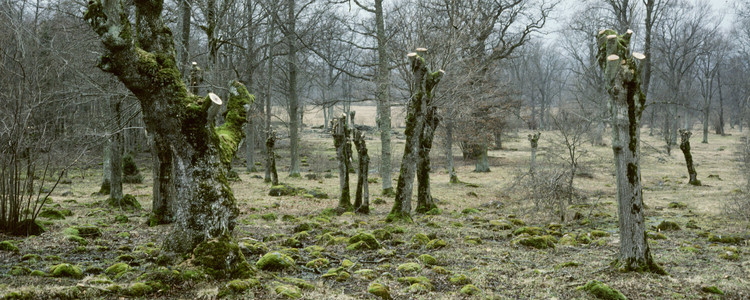 Hamlade träd.