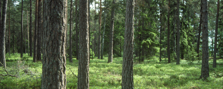 Tallskog.