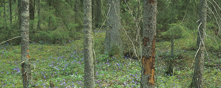Kalkbarrskog.