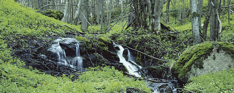 Skogsbäck.