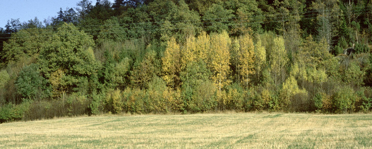 Skogsbryn.