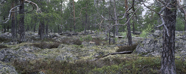 Hällmarkstallskog.