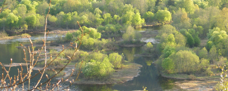 Strandskogsmiljö i delta.