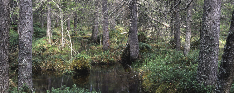 Gransumskog.