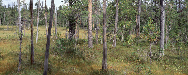 Tallsumpskog.