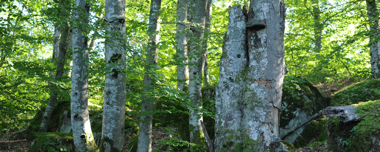 Ädellövskog.
