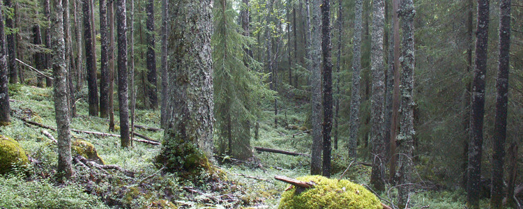 Lövbränna.