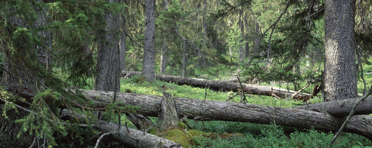 Barrnaturskog.