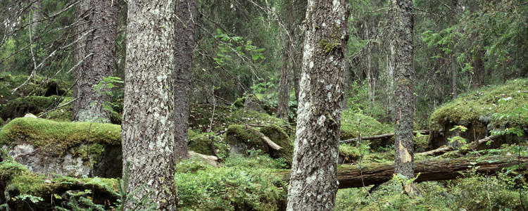 Lövrik barrnaturskog.