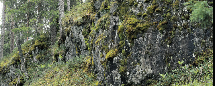 Bergbrant.